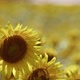 Beautiful Natural Plant Sunflower In Sunflower Field In Sunny Day 08 - VideoHive Item for Sale