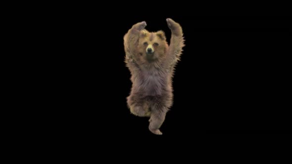 148 Bear Dancing HD alt
