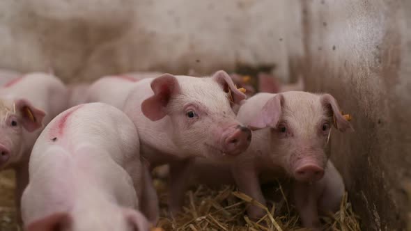 Pigs on Livestock Farm, Pigs Farm, Livestock Farm. Modern Agricultural Pigs Farm alt