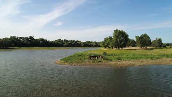 Horses Grazing By the River