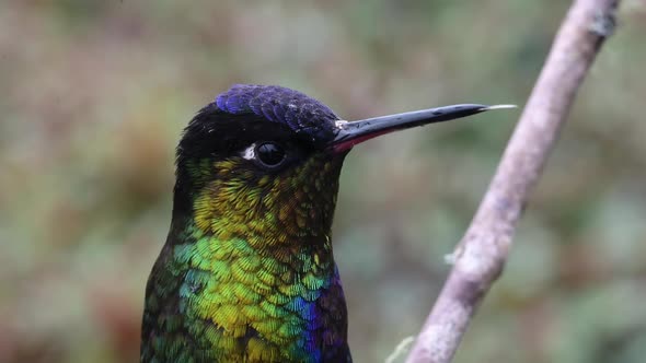 Costa Rica Hummingbird, Fiery Throated Hummingbird (panterpe insignis) Bird Close Up Portrait Macro alt