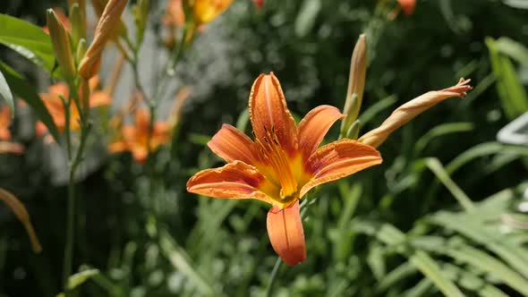 Hemerocallis fulva flower slow motion 1920X1080 HD footage - Shallow DOF orange day-lily plant slow- alt