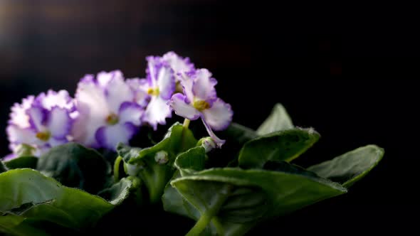 Beatiful Violet Flowers in Pot Rotating in Black Studio