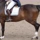 Professional Horse Riding - VideoHive Item for Sale