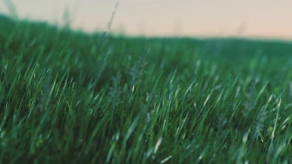 Close Up of Fresh Thick Grass in the Early Morning alt