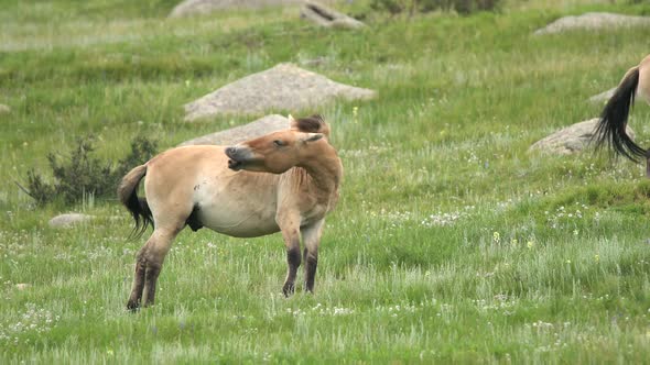 Wild Przewalski Horses in Natural Habitat in The Geography of Mongolia alt