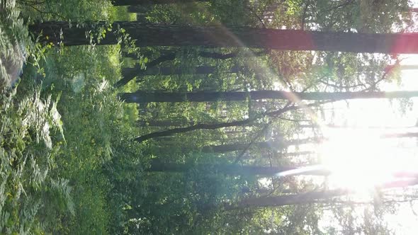 Vertical Video of a Beautiful Green Pine Forest on a Summer Day Slow Motion alt
