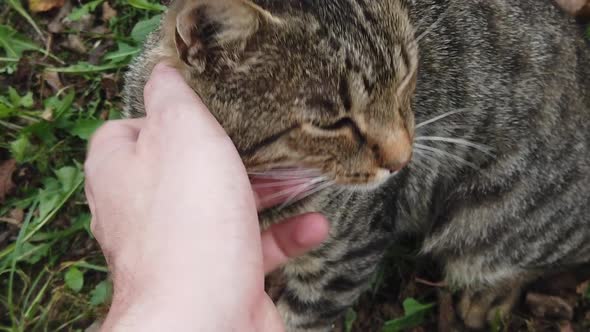 Domestic gray cat being pet by human hand. Tender love given to beautiful cat alt