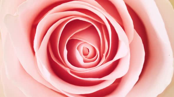 Beautiful Pink Rose Rotating on White Background Macro Shot alt