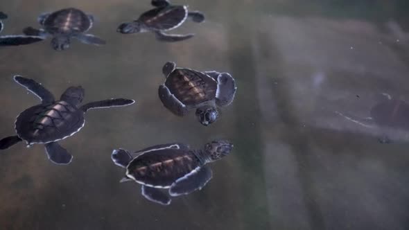 Newborn Little Turtles Swim in the Pool