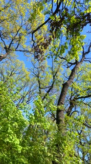 Vertical Video of the Forest in the Spring alt