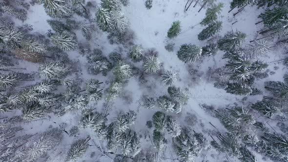 Flight Over the Winter Snow-covered Forest. Winter Forest As Background alt