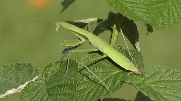  Green Praying Mantis On A Plant