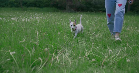 Jack Russel Dog Walks Through the Grass Glade in the Park in Slowmotion  120 Fps Prores