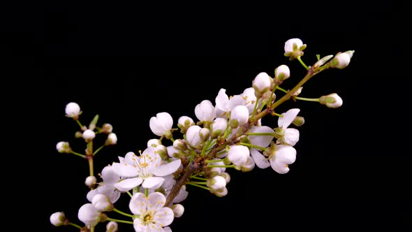 A Branch of a Fruit Tree Blooms