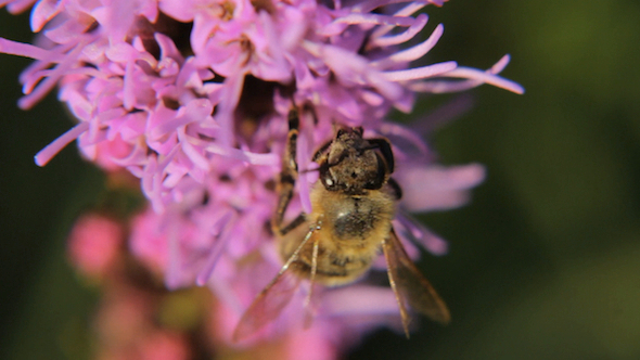 Bee In Flower