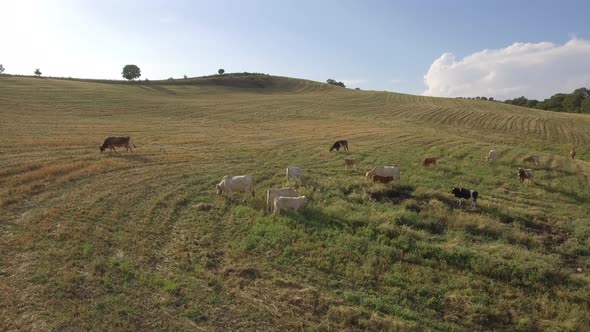 Cows grazing on open fields in the countryside in Italy alt