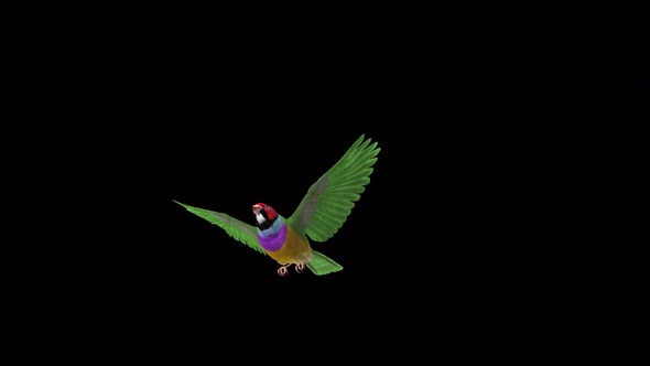Rainbow Finch Bird - Flying Over Screen - II -  Alpha Channel