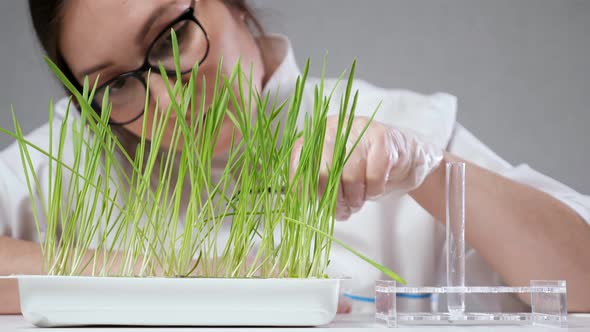 Laboratory Worker Puts Grass Stem in Test Tube for Research alt