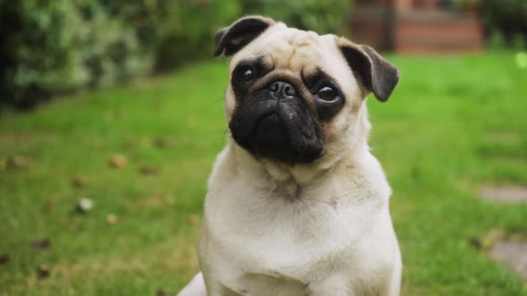 Close up of cute pet pug dog sitting outside reacting to noises. 4K alt