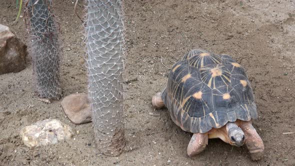 Madakascar tortoise (Pyxis arachnoides).Tortoise is walking on the ground