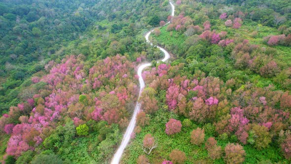 An aerial view from a drone over the Himalayan Cherry tree in a beautiful forest alt