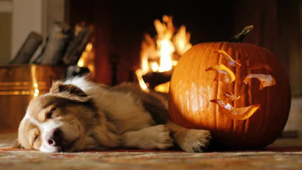 Dog Napping Near a Carved Pumpkin alt