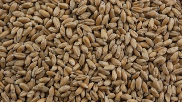 Processed organic wheat grains as agricultural background. alt