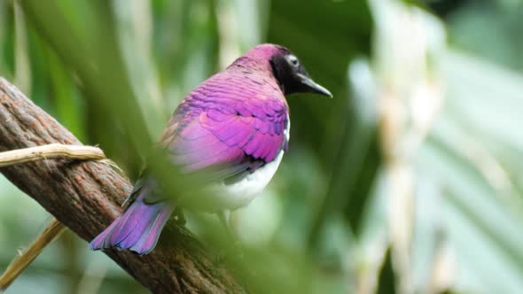 Close up macro shot of beautiful colored male violet-backed starling alt