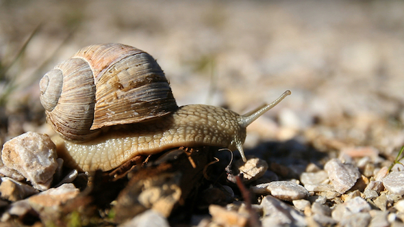 Old European Snail