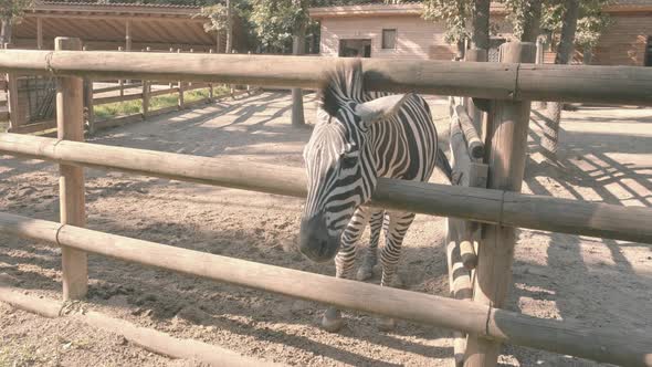 Zoo zebra