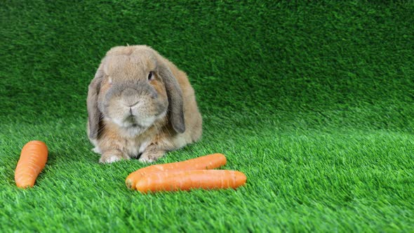 The Lop-Eared Rabbit of A Breed a Dwarf Ram Sits on A Lawn and Washes