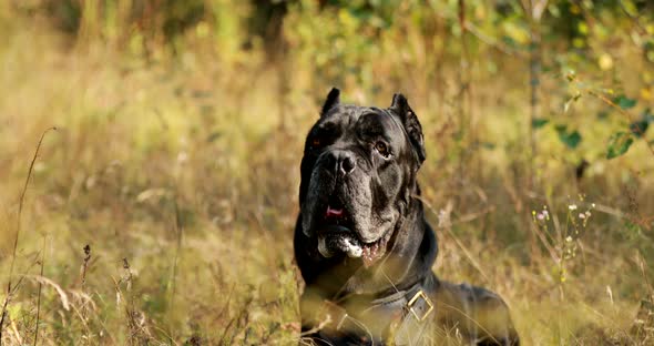 Black Cane Corso Dog alt