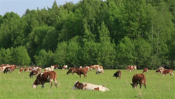A Herd of Dairy Cows Grazing on a Green Meadow in Summer alt