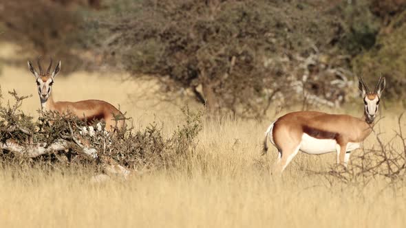 Springbok Antelopes In Natural Habitat alt