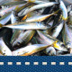 Fishing - VideoHive Item for Sale