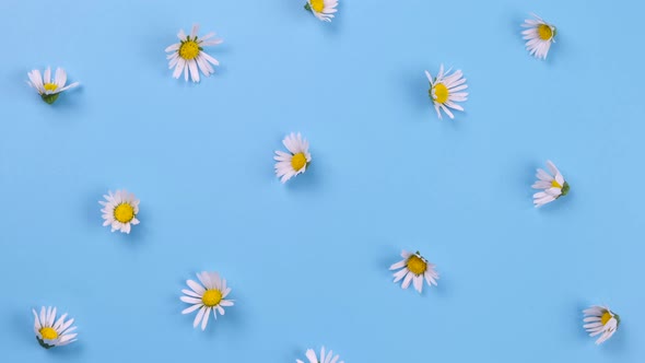 Rotating Background of Daisies or White Flowers on a Blue Background alt