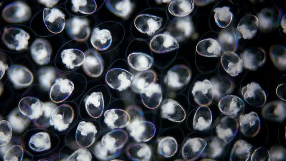 Eggs with Mollusca Nudibranchia embryos under a microscope, possibly Superfamily Fionoidea alt