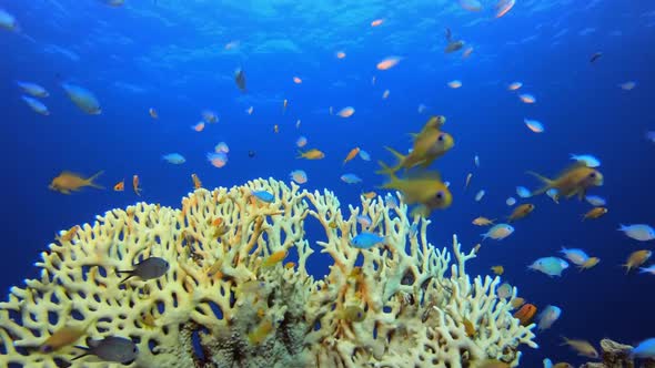 Fire Corals and Fish alt