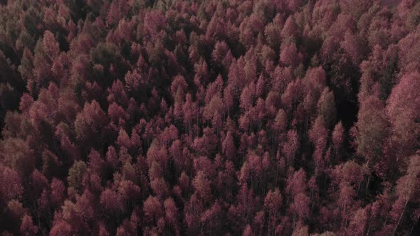 Fantasy autumn pink forest in Ural