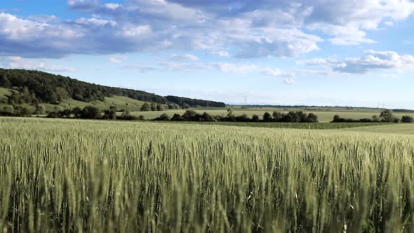 Bright green wheat field blowing in a strong wind with a blue sky filled with white clouds alt