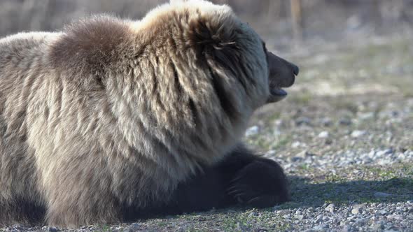 Portrait of Hungry Wild Brown Bear Lies on Stones, Breathes and Looking Around