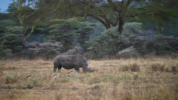 White Rhino Grazing In Lake Nakuru Kenya alt