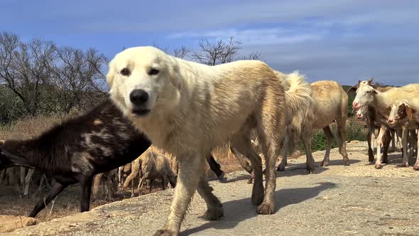 Herd of sheep and dogsing together crossing road. Low angle close up pov alt