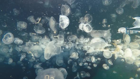 Abstract background underwater shot of jellyfish alt