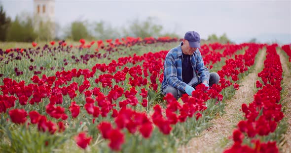 Farmer Working at Tulips Flower Plantation in Netherlands alt