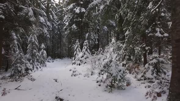 Snowy Forest Winter
