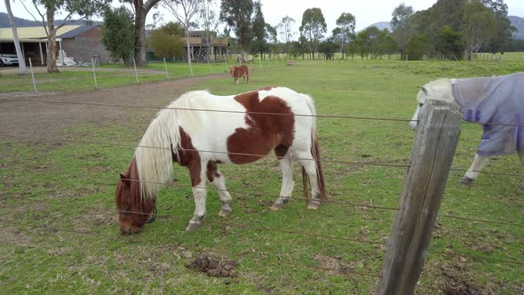 Cute little white & brown horse is eating grass and a beautiful white horse with light purple blanke alt