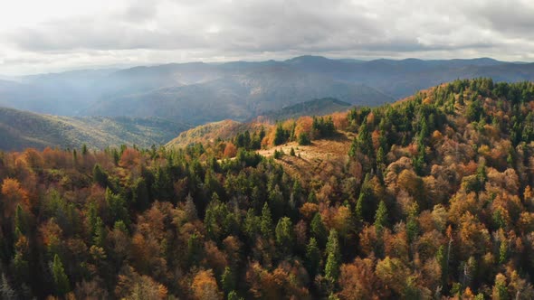 Golden Autumn Drone View of Forest Landscape with Yellow Trees From Above