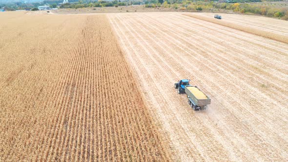Aerial View of Tractor Transporting Corn Cargo at Field During Harvesting. Flying alt